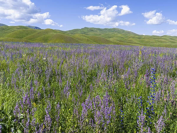 Wildflower meadow near the mountain road from Kazarman to mountain pass Urum Basch