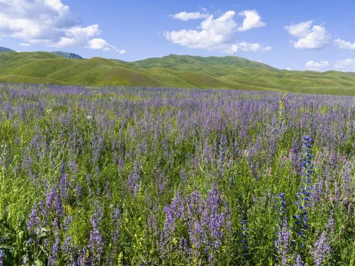 Framed Print : Wildflower meadow near the mountain road from Kazarman to mountain pass Urum Basch