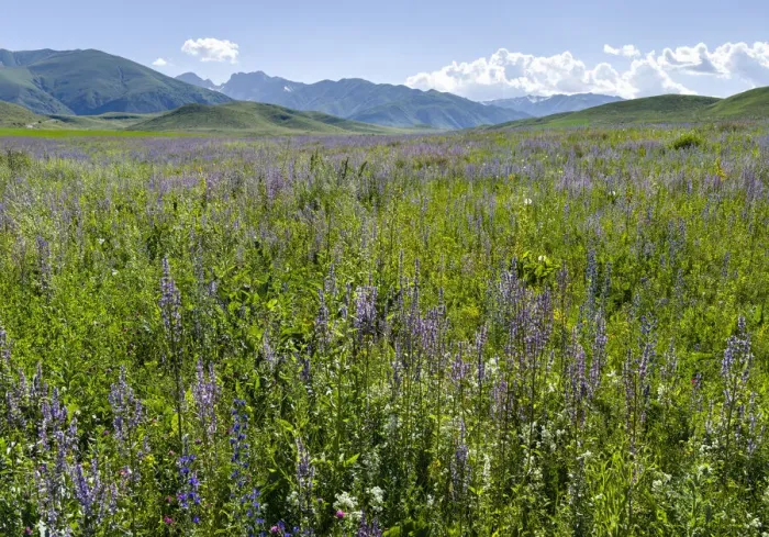 Framed Print : Wildflower meadow near the mountain road from Kazarman to mountain pass Urum Basch Framed Print : Wildflower meadow near the mountain road from Kazarman to mountain pass Urum Basch