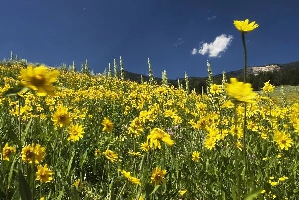 Wildflower Meadow in Yellowstone National Park