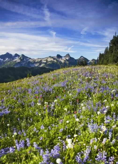 Framed Print : Wildflower meadows at Paradise with Tatoosh Range in background in Mount Rainier Framed Print : Wildflower meadows at Paradise with Tatoosh Range in background in Mount Rainier