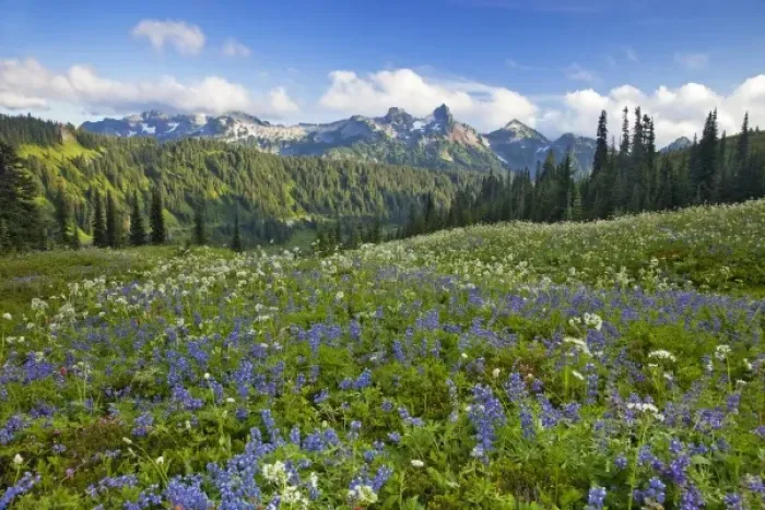 Framed Print : Wildflower meadows at Paradise with Tatoosh Range in background in Mount Rainier