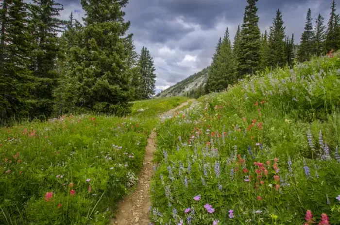 Framed Print : Wildflowers in the Albion basin, Uinta Wasatch Cache Mountains, Utah