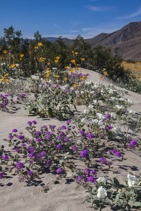 Framed Print : Wildflowers, Anza Borrego Desert State Park, California