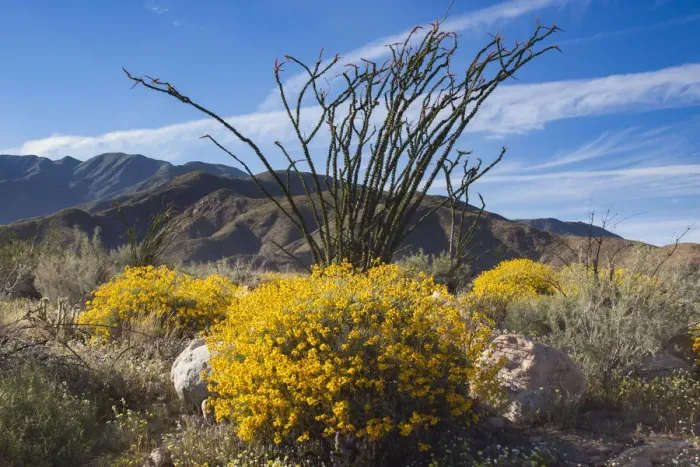 Framed Print : Wildflowers, Anza Borrego Desert State Park, California Framed Print : Wildflowers, Anza Borrego Desert State Park, California