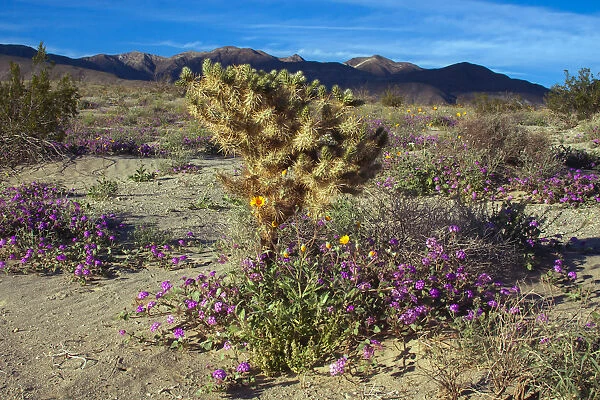 Wildflowers, Anza Borrego Desert State Park, California
