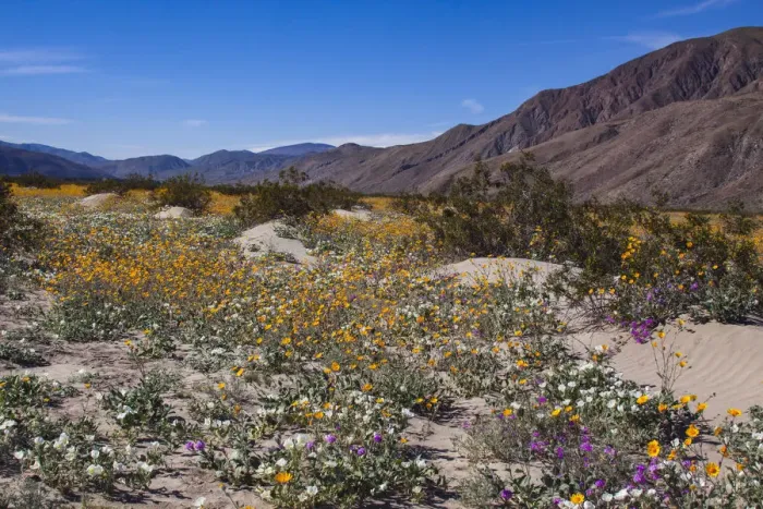 Framed Print : Wildflowers, Anza Borrego Desert State Park, California Framed Print : Wildflowers, Anza Borrego Desert State Park, California