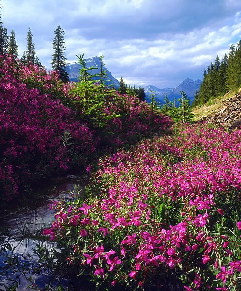 Wildflowers in Banff National Park, Alberta, Canada
