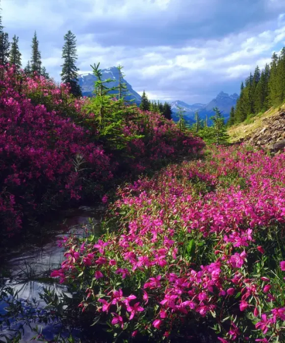 Framed Print : Wildflowers in Banff National Park, Alberta, Canada Framed Print : Wildflowers in Banff National Park, Alberta, Canada