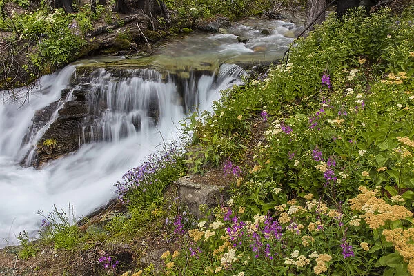 Wildflowers along Baring Creek in Glacier National Park, Montana, USA