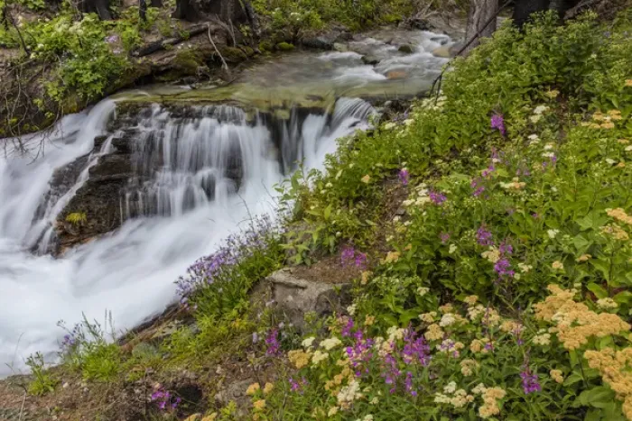 Framed Print : Wildflowers along Baring Creek in Glacier National Park, Montana, USA Framed Print : Wildflowers along Baring Creek in Glacier National Park, Montana, USA