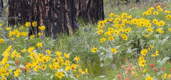 Wildflowers at the base of a Ponderosa pine tree