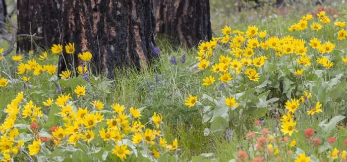 Framed Print : Wildflowers at the base of a Ponderosa pine tree