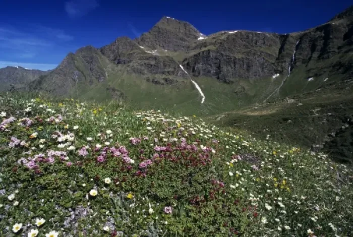 Framed Print : Wildflowers, blooming, Alps, Switzerland