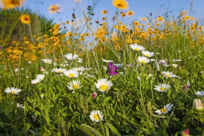 Framed Print : Wildflowers blooming near Rockport, Texas