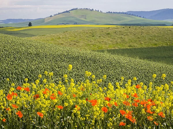 Wildflowers blooming in the Palouse Country of Eastern Washington