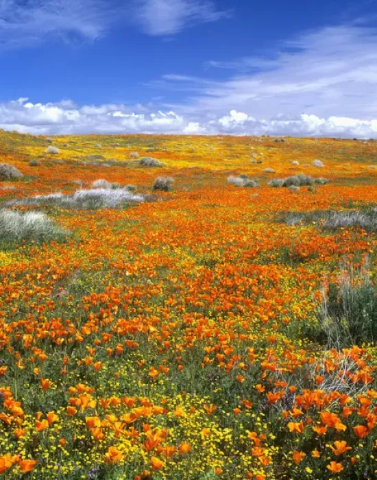 Framed Print : Wildflowers at the California Poppy Reserve near Lancaster, California Framed Print : Wildflowers at the California Poppy Reserve near Lancaster, California