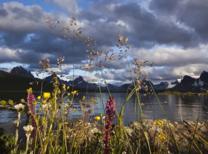 Framed Print : Wildflowers in the Canadian Rockies, Jasper National Park, Alberta, Canada