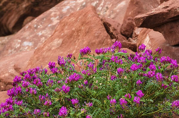 Wildflowers, Canyon de Chelly National Monument, Arizona USA