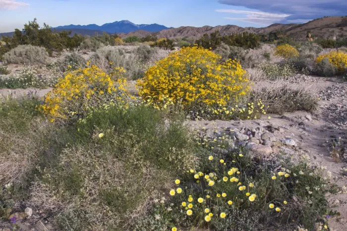 Framed Print : Wildflowers, Coachella Valley, California Framed Print : Wildflowers, Coachella Valley, California