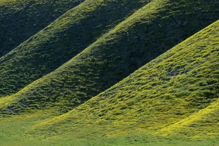 Framed Print : Wildflowers coat the hillsides of the California Coast Range in colorful yellow blossoms Framed Print : Wildflowers coat the hillsides of the California Coast Range in colorful yellow blossoms