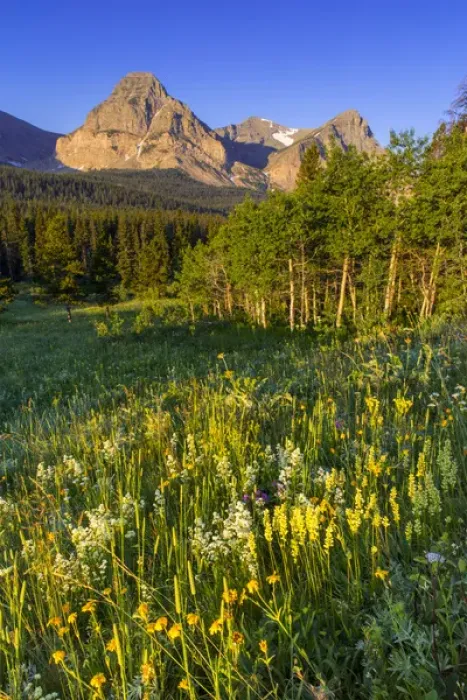 Framed Print : Wildflowers in the Cut Bank Valley of Glacier National Park, Montana, USA Framed Print : Wildflowers in the Cut Bank Valley of Glacier National Park, Montana, USA