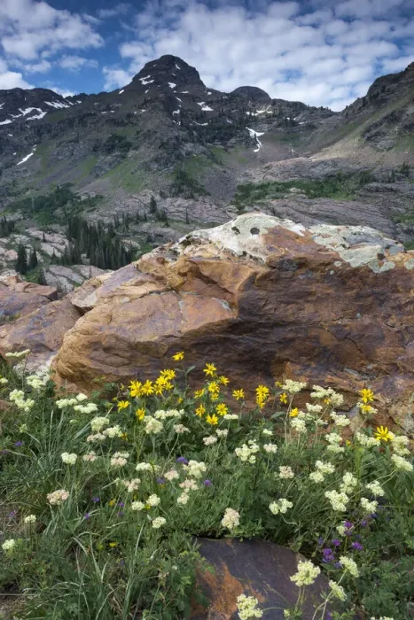 Framed Print : Wildflowers and Dromedary Peak, Twin Peaks Wilderness, Wasatch Mountains near Salt Lake