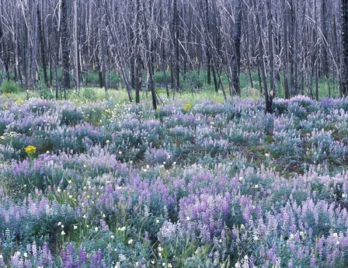 Framed Print : Wildflowers after a Forest Fire, Sawtooth NRA, Idaho, USA Framed Print : Wildflowers after a Forest Fire, Sawtooth NRA, Idaho, USA