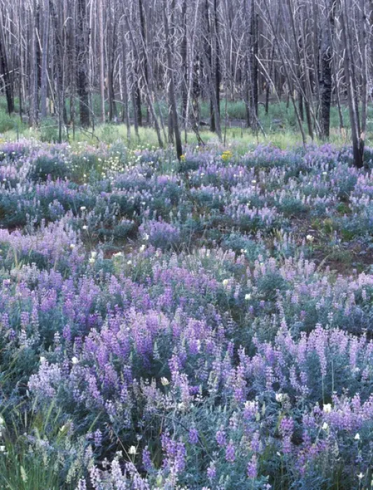 Framed Print : Wildflowers after a Forest Fire, Sawtooth NRA, Idaho, USA