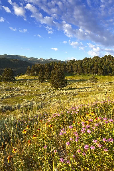 Wildflowers and the Gallatin Mountain Range above Spanish Creek in the Gallatin National