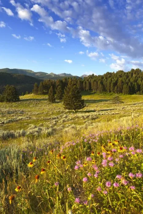 Framed Print : Wildflowers and the Gallatin Mountain Range above Spanish Creek in the Gallatin National