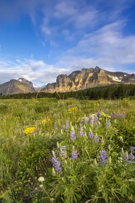 Framed Print : Wildflowers in the Many Glacier Valley of Glacier National Park, Montana, USA Framed Print : Wildflowers in the Many Glacier Valley of Glacier National Park, Montana, USA