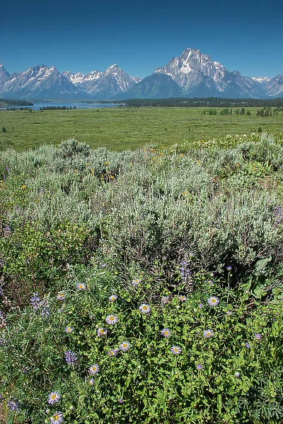 Wildflowers and Grand Tetons, Lunch Tree Hill, Grand Teton National Park, Wyoming, Usa