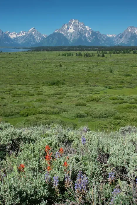 Framed Print : Wildflowers and Grand Tetons, Lunch Tree Hill, Grand Teton National Park, Wyoming, Usa Framed Print : Wildflowers and Grand Tetons, Lunch Tree Hill, Grand Teton National Park, Wyoming, Usa