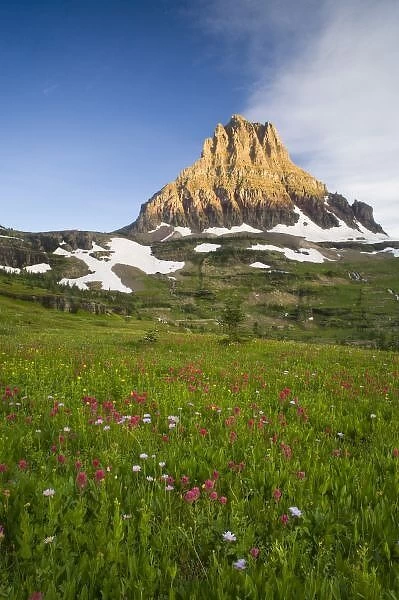 Wildflowers in the Hanging Gardens below Mt Clements at Logan Pass in Glacier National