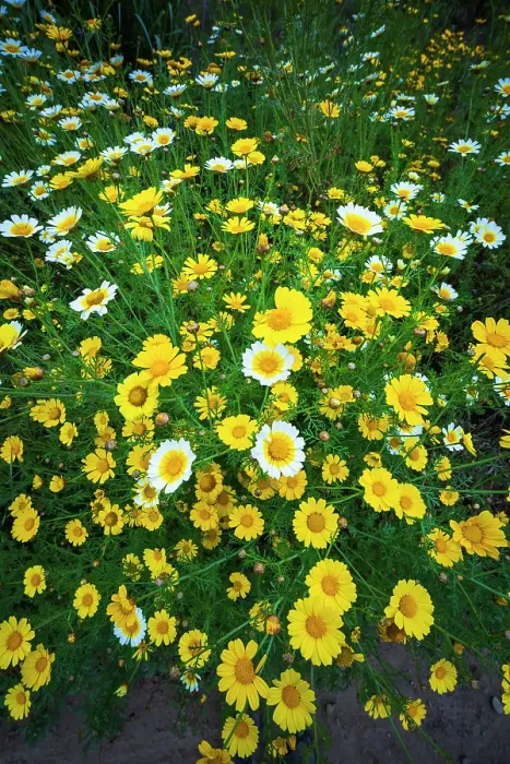 Framed Print : Wildflowers in Harmon Canyon Preserve, Ventura, California, USA