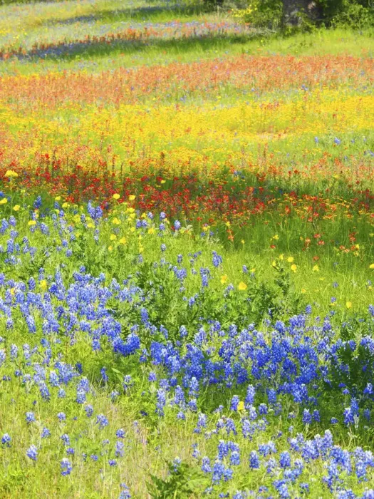 Framed Print : Wildflowers along Highway 29 between Llano and Buchanan Dam, Texas Hill Country Framed Print : Wildflowers along Highway 29 between Llano and Buchanan Dam, Texas Hill Country