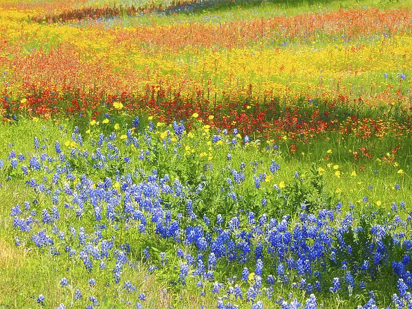 Wildflowers along Highway 29 between Llano and Buchanan Dam, Texas Hill Country