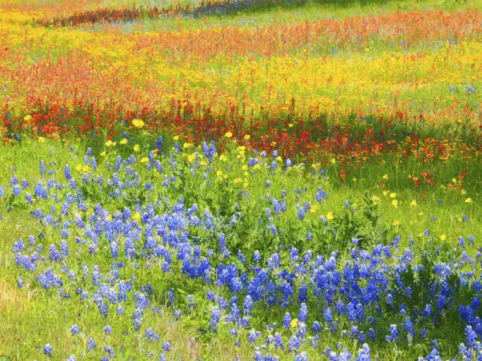 Framed Print : Wildflowers along Highway 29 between Llano and Buchanan Dam, Texas Hill Country Framed Print : Wildflowers along Highway 29 between Llano and Buchanan Dam, Texas Hill Country
