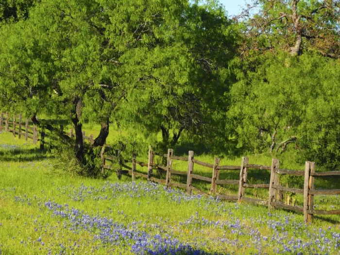 Framed Print : Wildflowers along Highway 29 between Llano and Buchanan Dam, Texas Hill Country