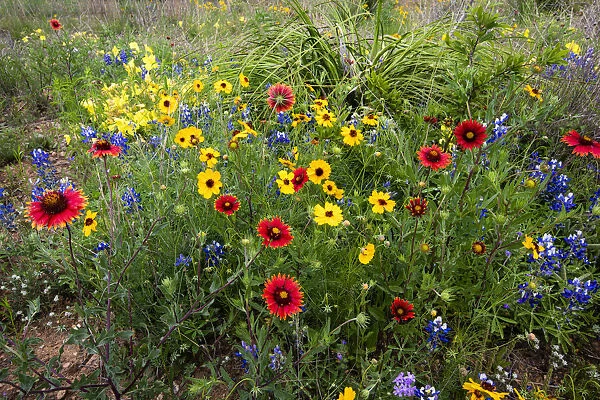 Wildflowers including Slender Greenthread and Firewheel