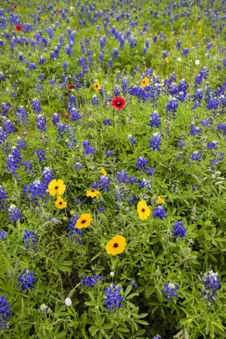 Framed Print : Wildflowers including Texas Bluebonnets (Lupinus texensis Framed Print : Wildflowers including Texas Bluebonnets (Lupinus texensis