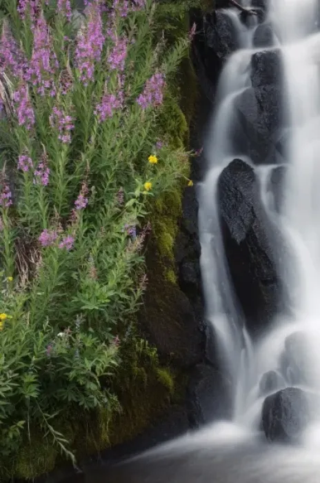 Framed Print : Wildflowers along Kings Creek, Lassen Volcanic National Park, Mount Lassen, California