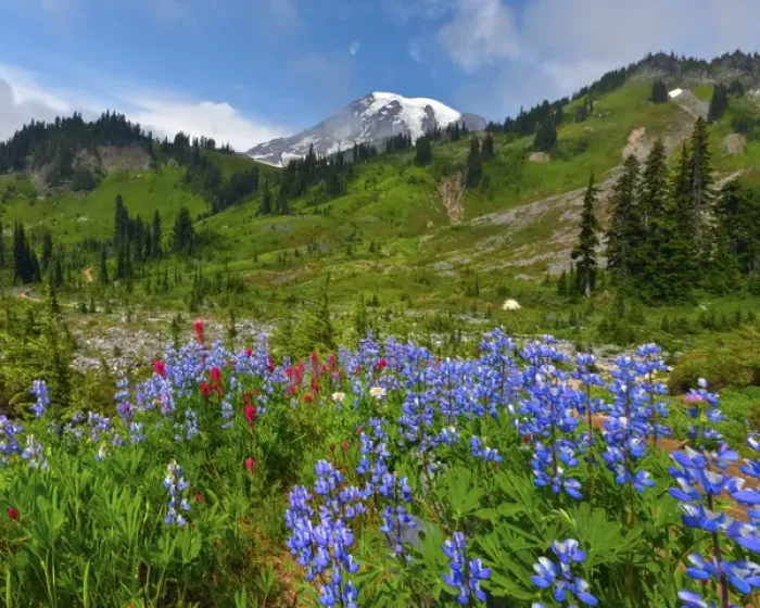 Framed Print : Wildflowers on meadows. Mount Rainier National Park, Washington. US Framed Print : Wildflowers on meadows. Mount Rainier National Park, Washington. US