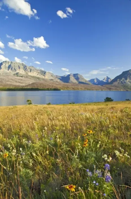 Framed Print : Wildflowers on meadows along St Mary Lake in Glacier National Park in Montana