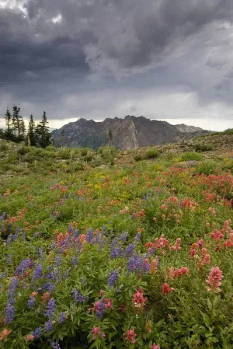 Framed Print : Wildflowers and Mount Superior, Alta Ski Resort, Uinta -Wasatch- Cache National Forest Framed Print : Wildflowers and Mount Superior, Alta Ski Resort, Uinta -Wasatch- Cache National Forest