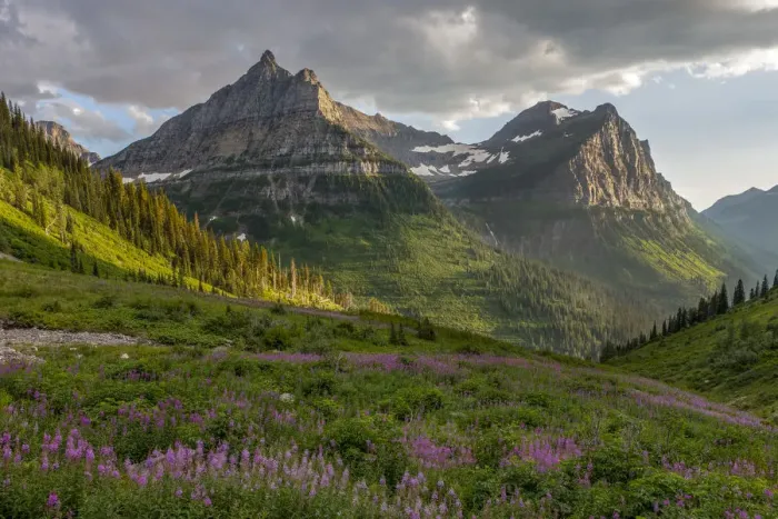 Framed Print : Wildflowers and Mountains. Glacier National Park. Montana. USA Framed Print : Wildflowers and Mountains. Glacier National Park. Montana. USA