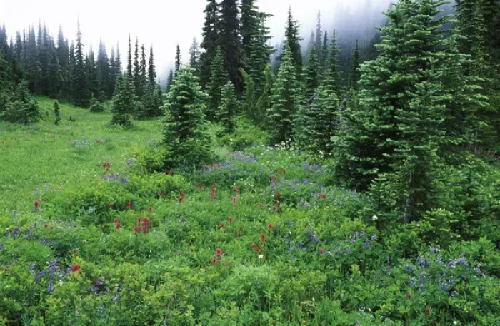 Framed Print : Wildflowers, Mt. Rainier NP, WA, USA Framed Print : Wildflowers, Mt. Rainier NP, WA, USA