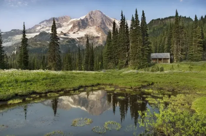 Framed Print : Wildflowers below the peak of Mount Rainier. A ptrol cabin near Indian Henry s