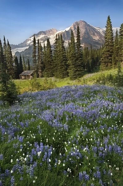 Wildflowers below the peak of Mount Rainier. A ptrol cabin near Indian Henry s